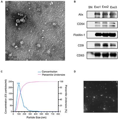 Exosomal MicroRNAs Contribute to Cognitive Impairment in Hypertensive Patients by Decreasing Frontal Cerebrovascular Reactivity